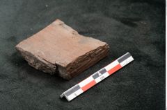 Foto (Seitenansicht) von Plantae indet.  (NHMW-GEO-2024-0188-10477)